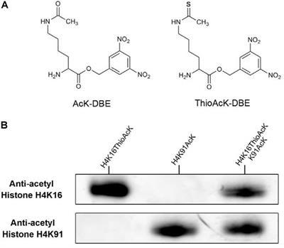 Multiple Site-Specific One-Pot Synthesis of Two Proteins by the Bio-Orthogonal Flexizyme System